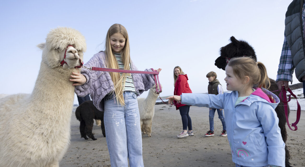 Cranfield Alpacas Kilkeel Co master